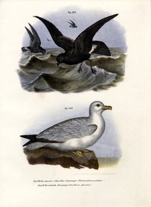 European Storm-Petrel